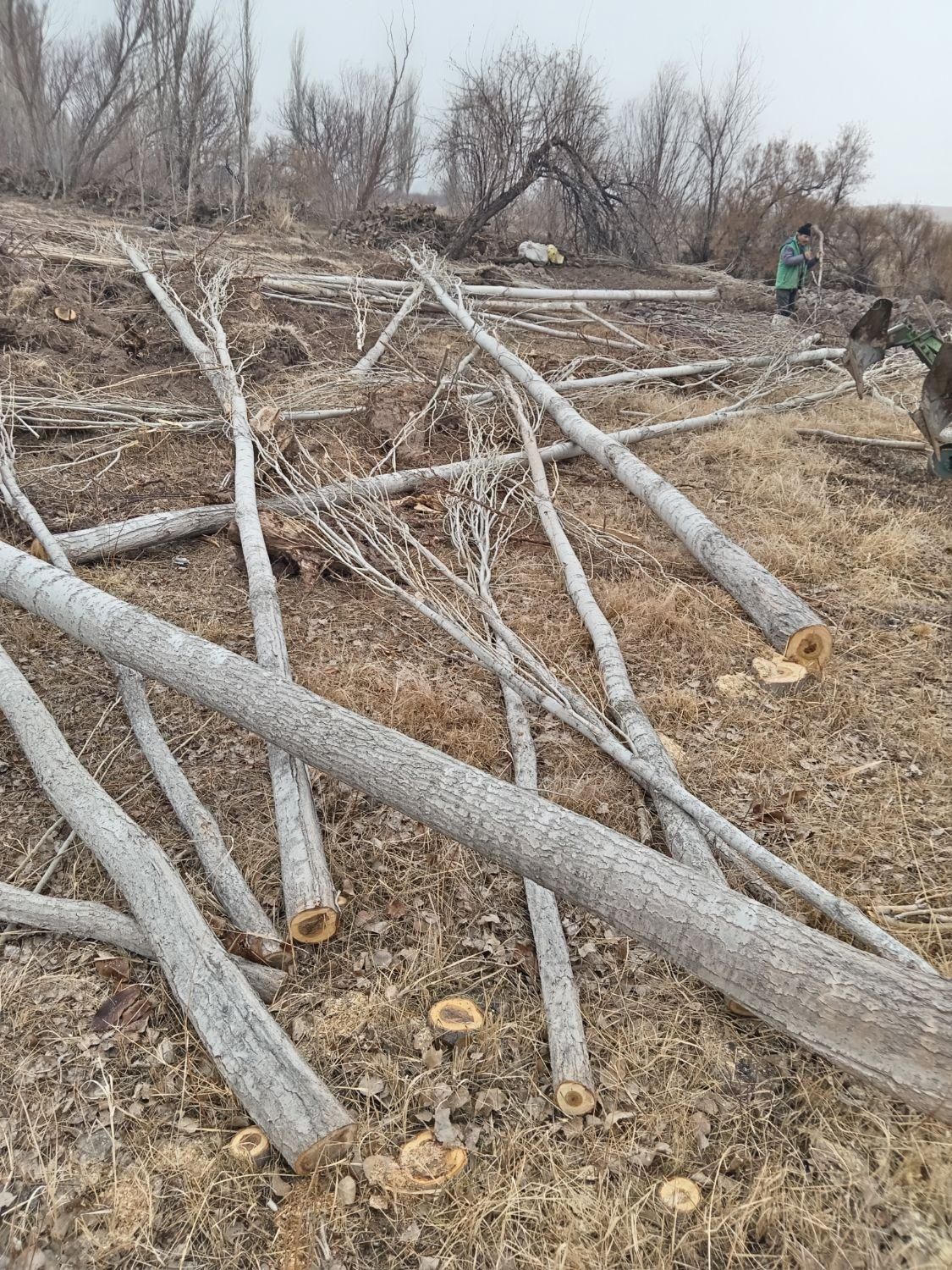 خریدارچوب|خدمات باغبانی و درختکاری|میانه, |دیوار