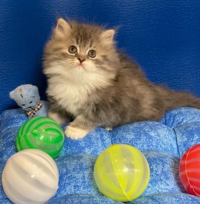 بچه گربه های عروسکی ( مجموعه ایران کتز)|گربه|چالوس, |دیوار