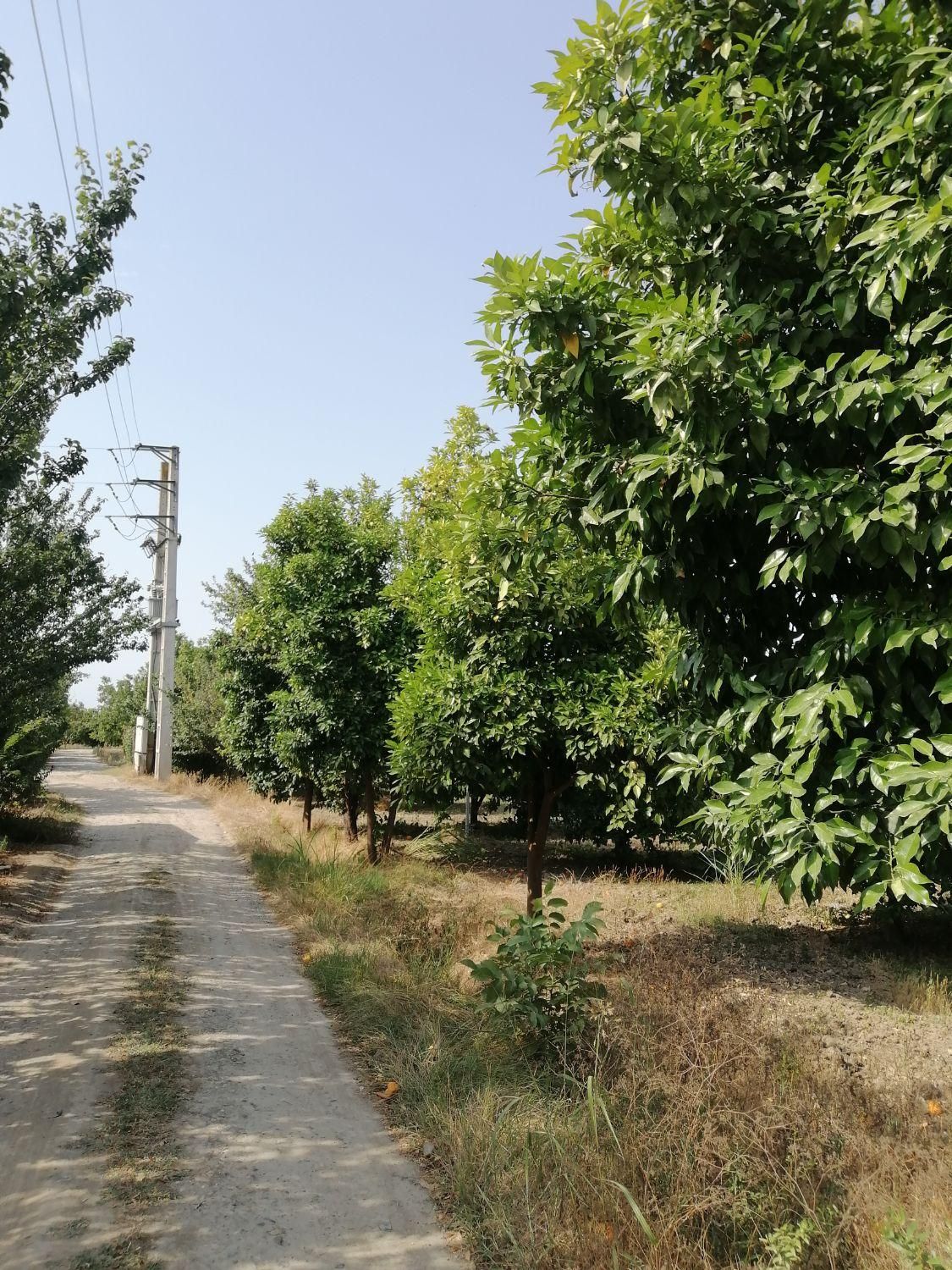 باغ مرکبات ۱۱۰۰ متری در جاده بهنمیر|فروش دفتر صنعتی، کشاورزی، تجاری|کیاکلا, |دیوار