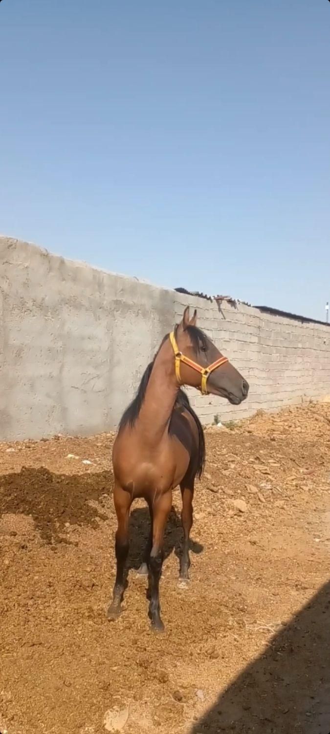 کره نریان|اسب و تجهیزات اسبسواری|سیرجان, |دیوار
