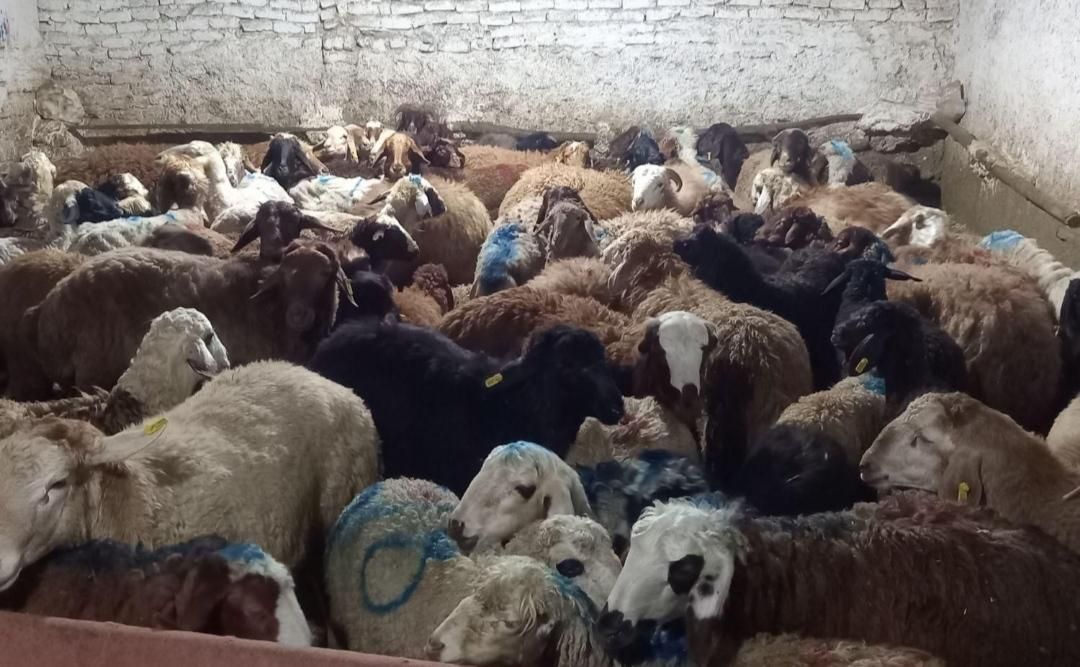 گوسفند اصیل کوهستان کم دنبه کم چربی تضمینی+خونی|حیوانات مزرعه|مشهد, توس (بلوار توس)|دیوار