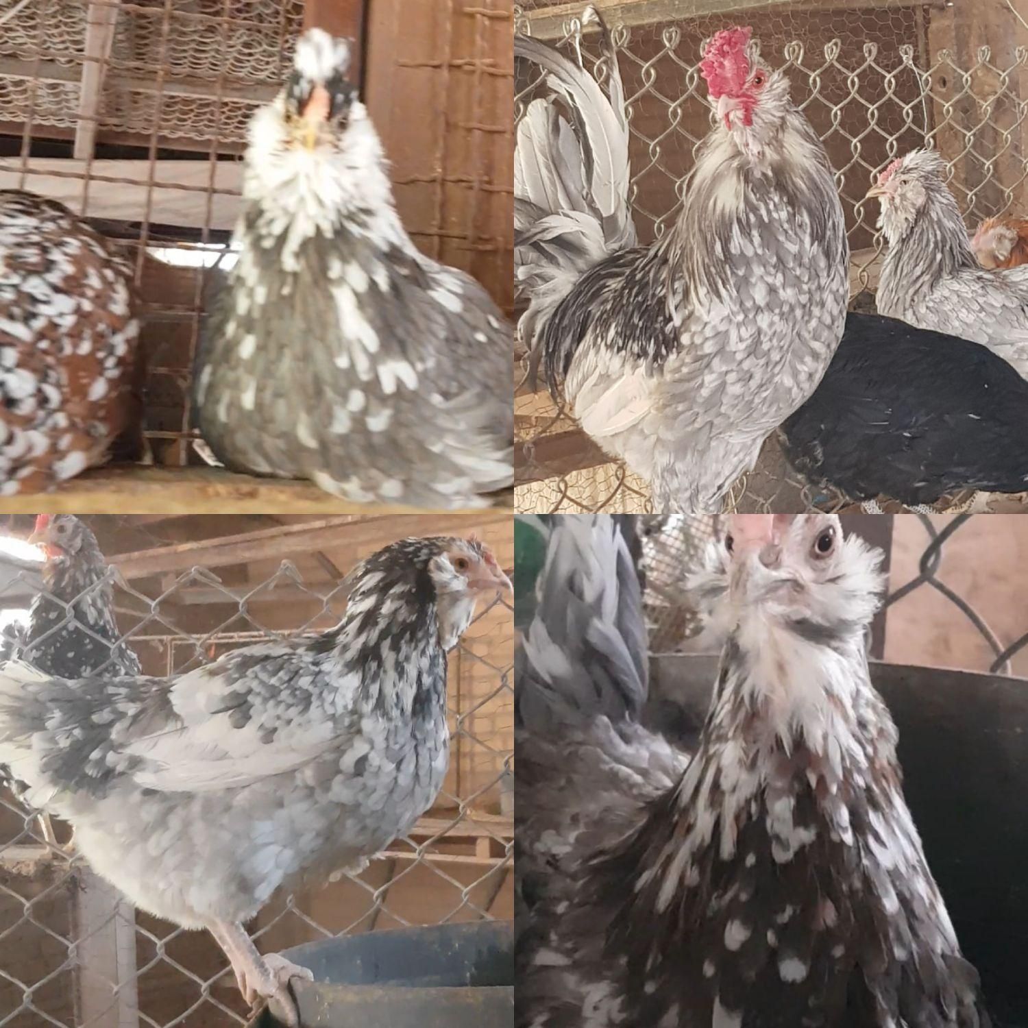 تخم نطفه دار مرغ و خروس گلین لری|حیوانات مزرعه|شریفآباد, |دیوار