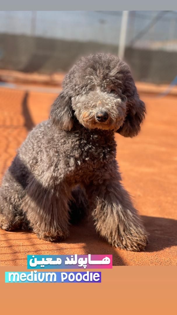 توله پودل استاندارد با رنگ کمیاب نقره ای-بلو|سگ|شیراز, پارک آزادی|دیوار