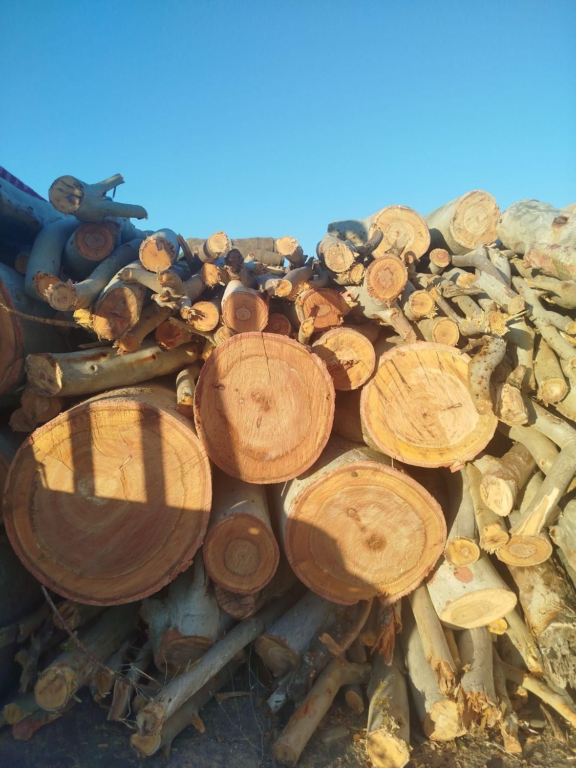 خرید چوب اکالیپتوس با بالاترین قیمت|خدمات باغبانی و درختکاری|رامهرمز, |دیوار