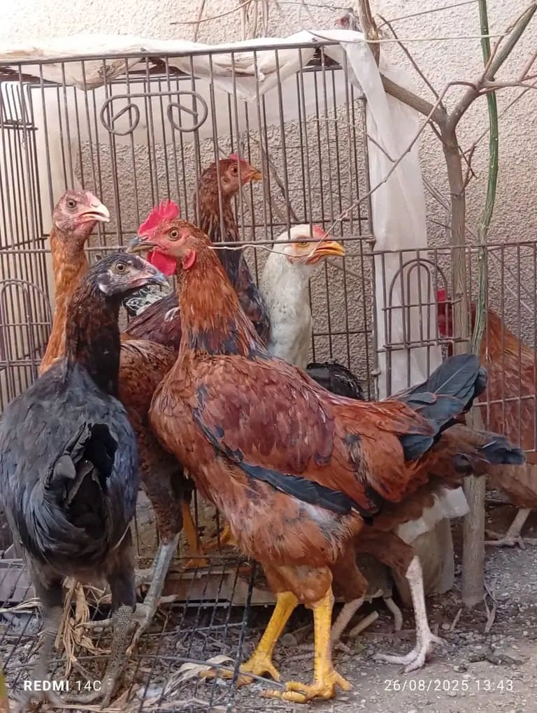 مرغ و خروس لاری|حیوانات مزرعه|تهران, اسکندری|دیوار