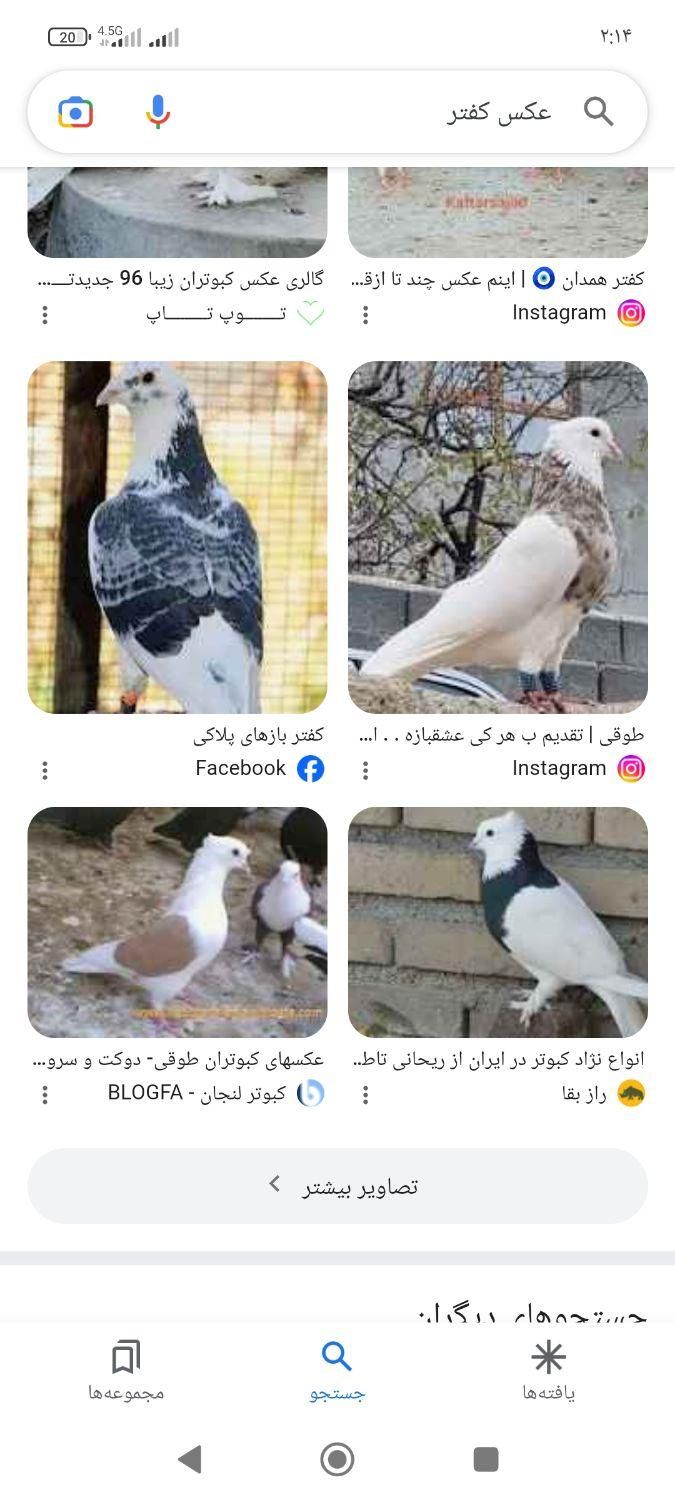 یه زاغ زیر بال رنگ گرفتم|پرنده|بروجرد, |دیوار