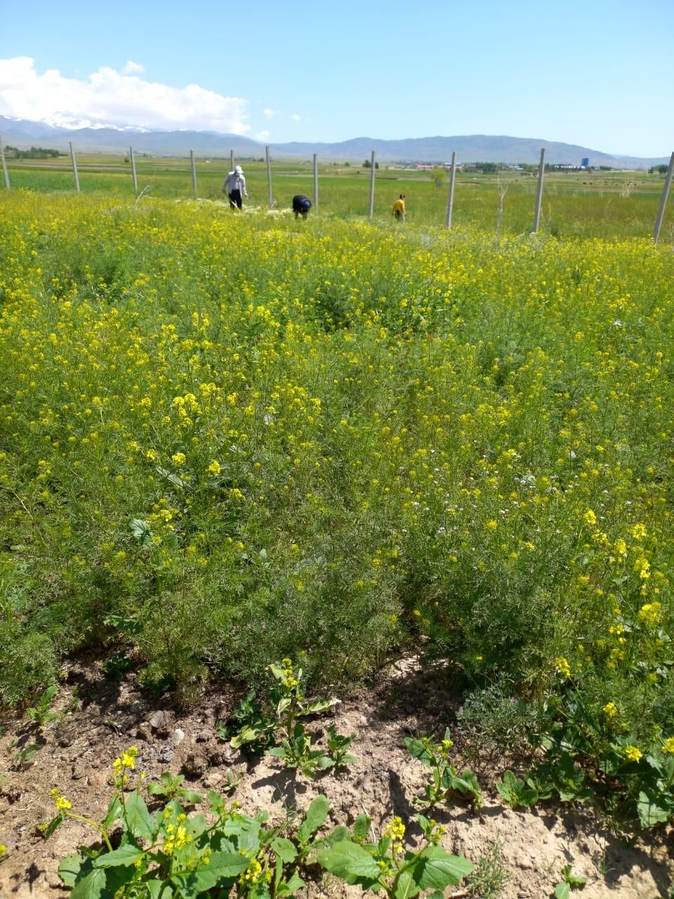 ۳۰۰ متر زمین مناسب خانه باغ فقط ۱۵۵میلیون تومان|فروش زمین و ملک کلنگی|سراب, |دیوار