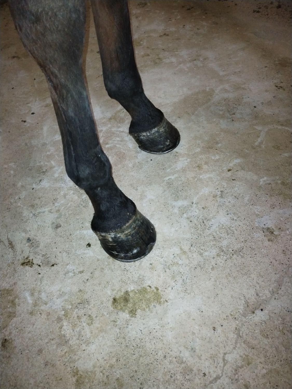 سلام نعلبندی وقیار اسب|اسب و تجهیزات اسب‌سواری|مشهد, عسگریه|دیوار