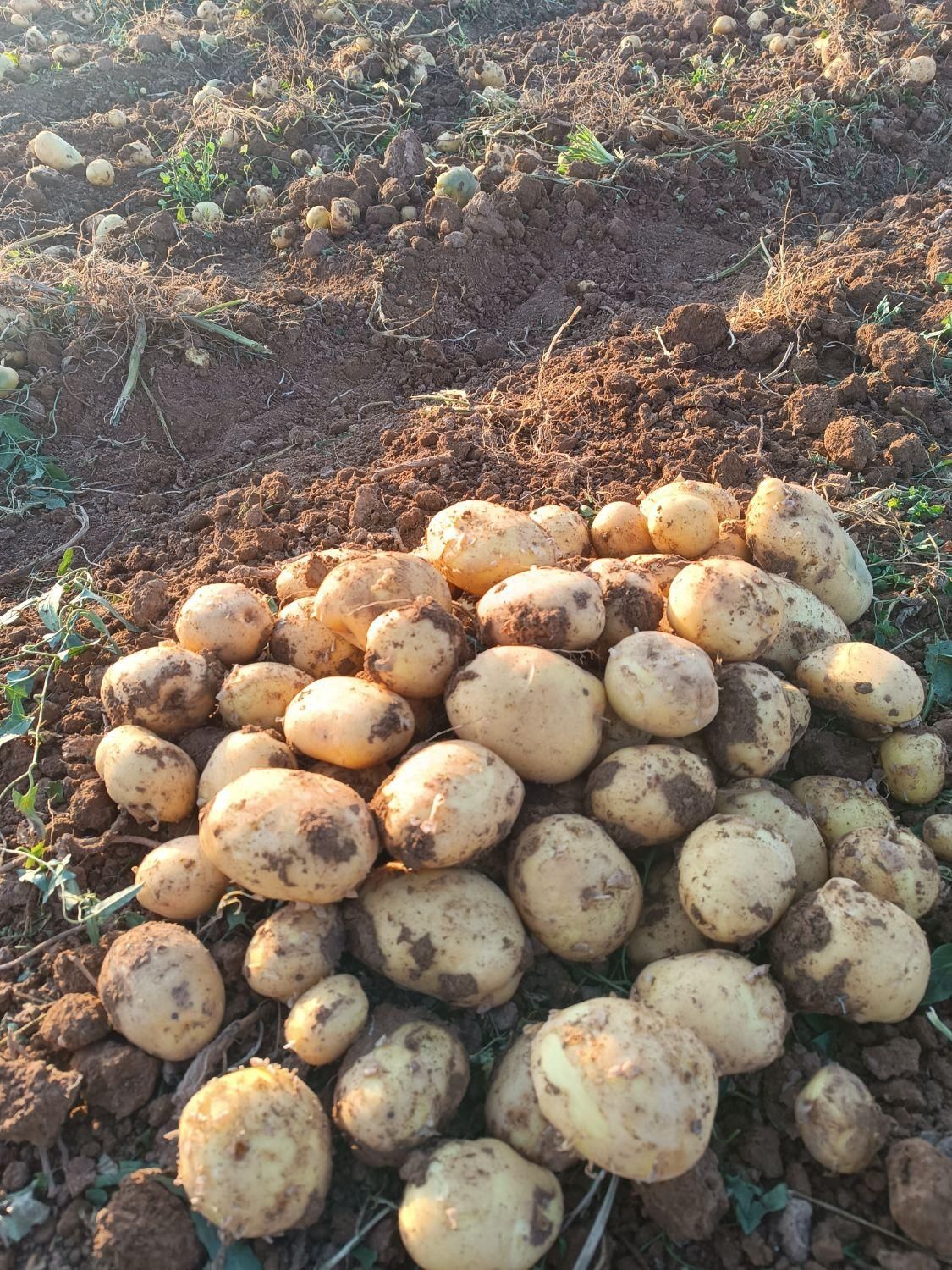 بزر سیب و سیر|فروشگاه و مغازه|دزفول, |دیوار