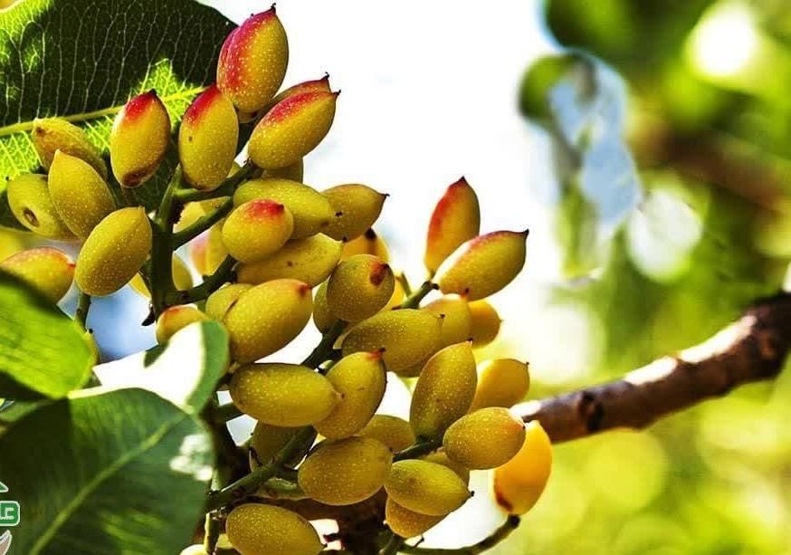 فروش نهال پسته احمد آقایی دوساله و گلدانی|خدمات باغبانی و درختکاری|سیرجان, |دیوار
