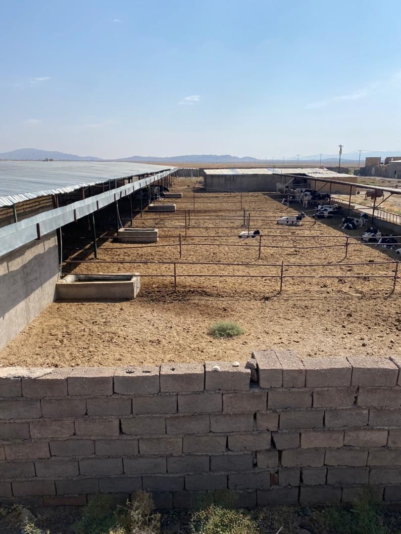 مجموعه گاوداری 100راسی و7 هکتار زمین واب|فروش دفتر صنعتی، کشاورزی، تجاری|نیشابور, ماروسک|دیوار