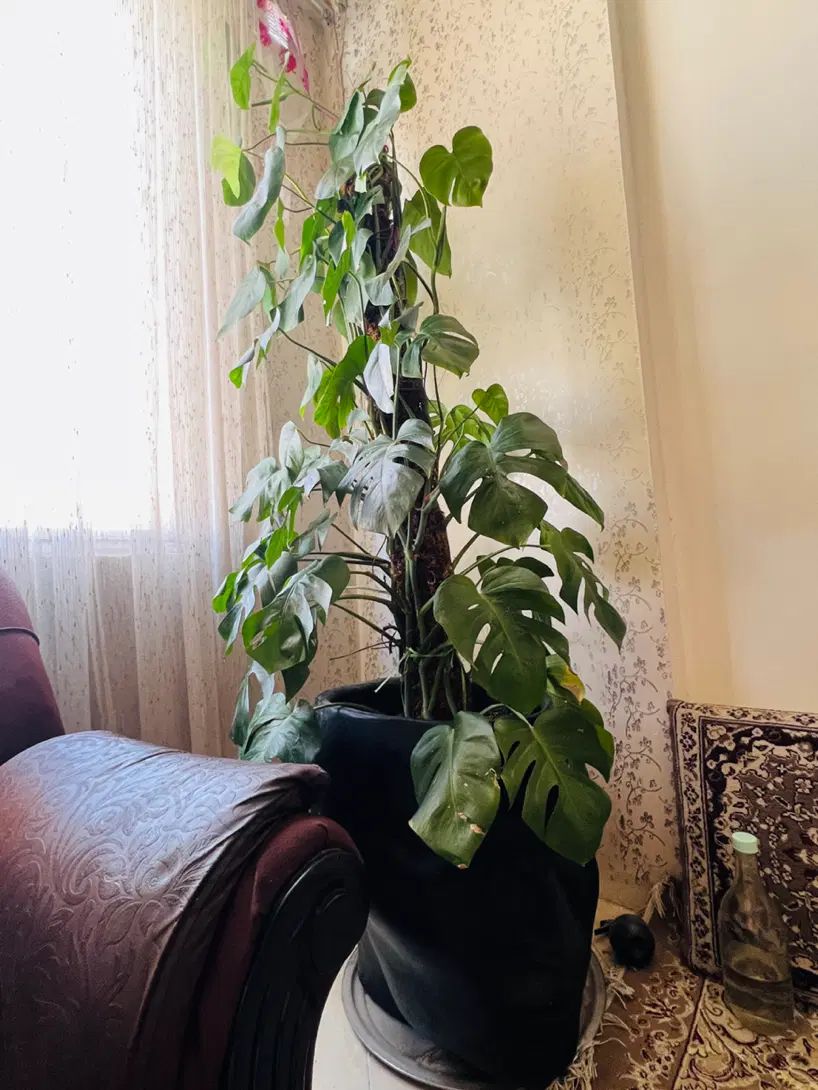 گل برگ انجیری|گل و گیاه طبیعی|مشهد, طلاب|دیوار