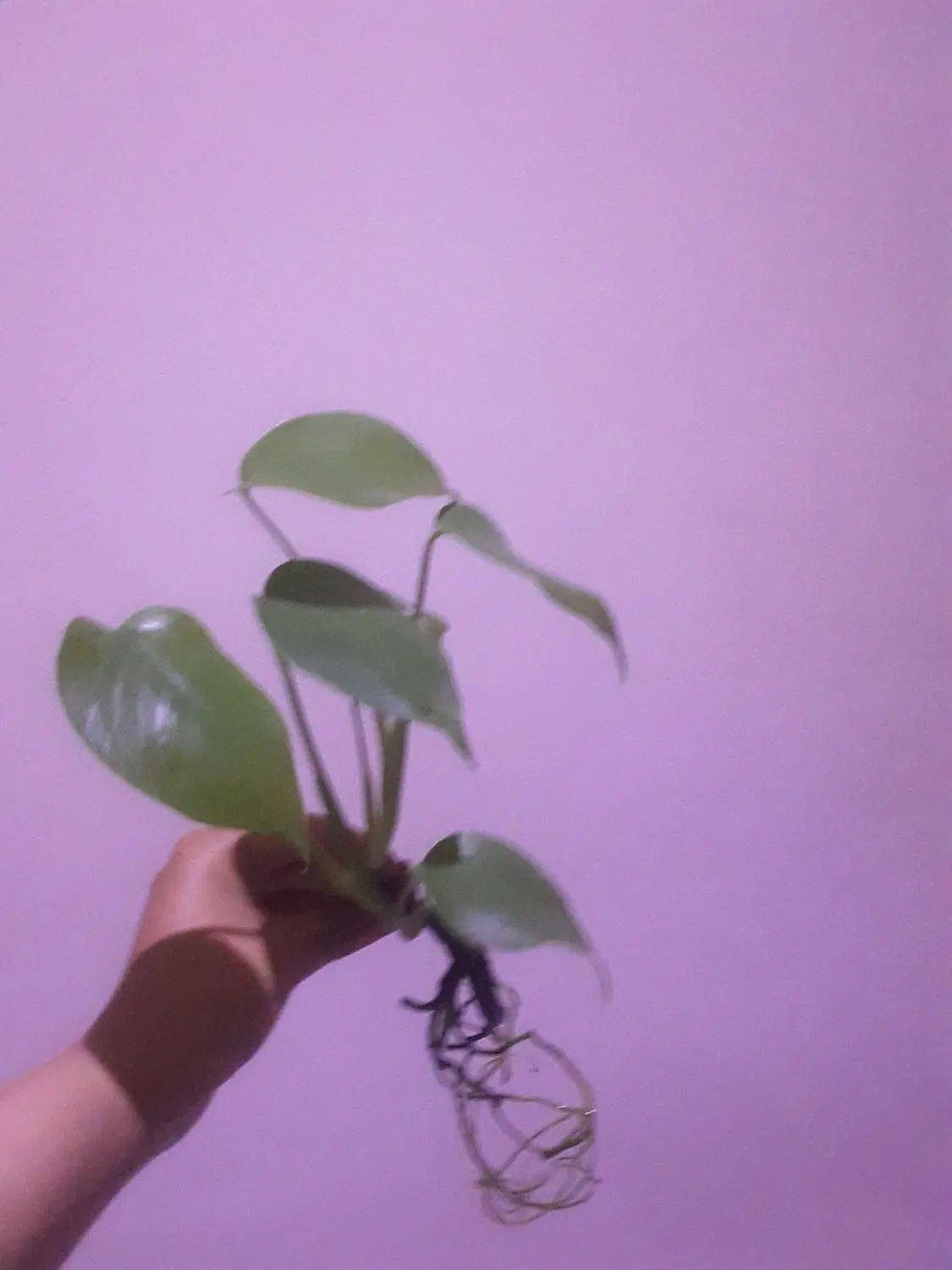 سینگونیوم/پتوس/برگ انجیری/آگلونما/قلمه|گل و گیاه طبیعی|تهران, شادآباد|دیوار