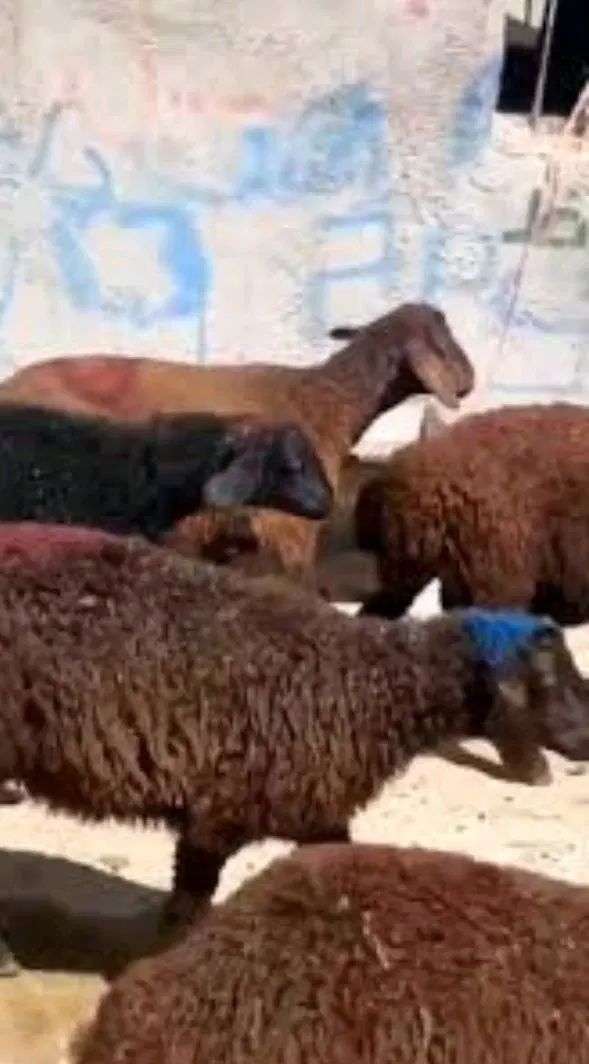 گوسفند،بره نر . وزن ۳۰ کیلو تا ۸۰.بدونه واسطه|حیوانات مزرعه|قرچک, داوود آباد|دیوار