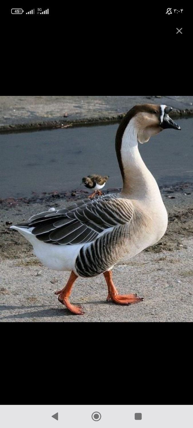 خرید و فروش انواع غاز و قوغاز|حیوانات مزرعه|اصفهان, رهنان|دیوار