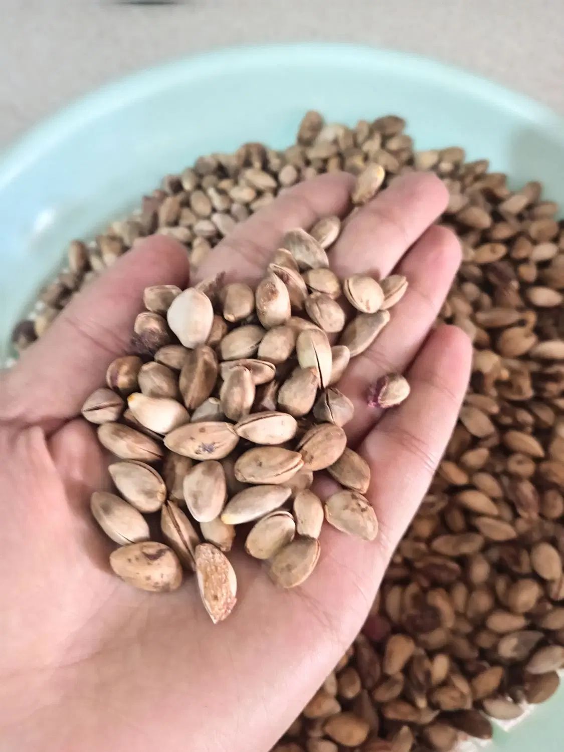 پسته کوهی|خوردنی و آشامیدنی|مشهد, مهدی آباد|دیوار