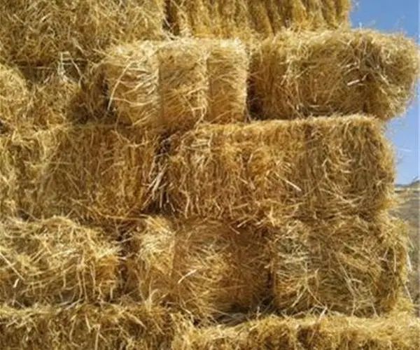 سراچینای آفتاب خورده خشک و بی نظیر|حیوانات مزرعه|رشت, شهرک صنعتی|دیوار