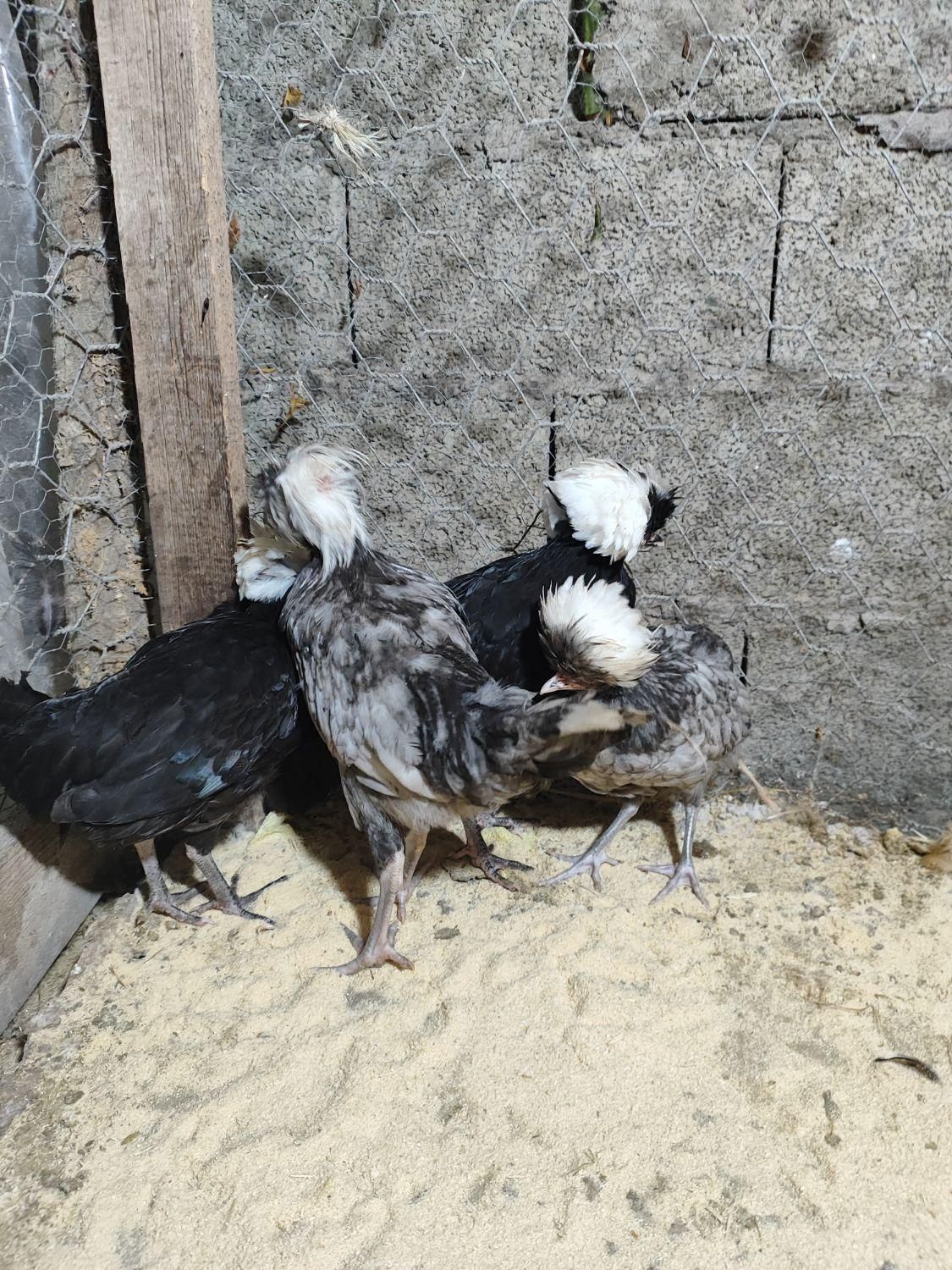مرغ خروس لهستانی|حیوانات مزرعه|رشت, بلوار گیلان|دیوار