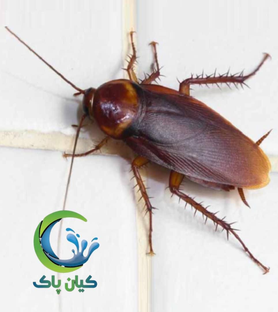 استخدام سمپاش اقا|استخدام صنعتی، فنی، مهندسی|تهران, خرمشهر|دیوار