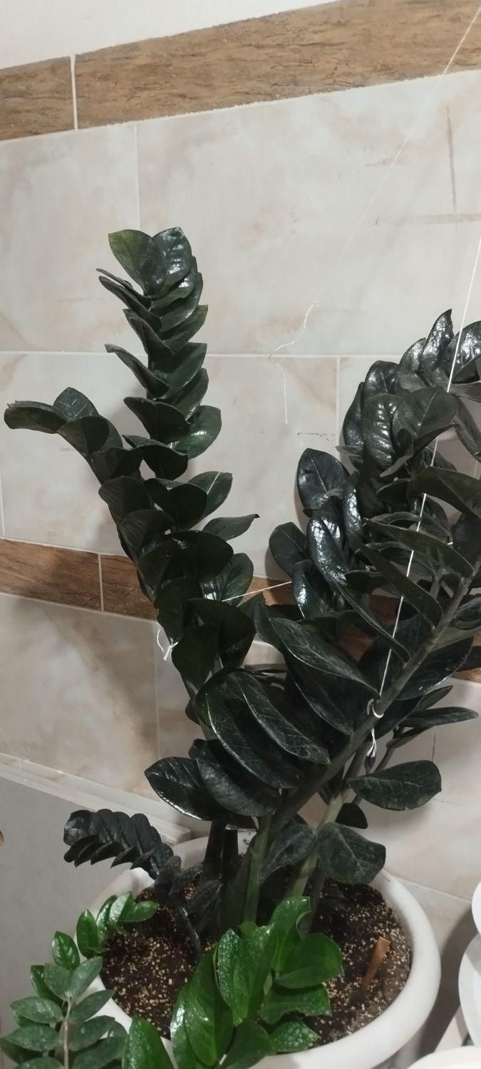 گل و گیاه طبیعی|گل و گیاه طبیعی|ارومیه, |دیوار