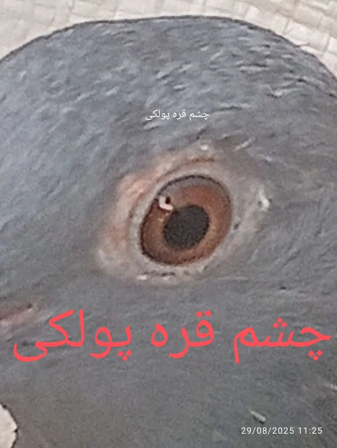 قره پولکی آلمانی پرشی ماده|پرنده|مشهد, مهدی آباد|دیوار