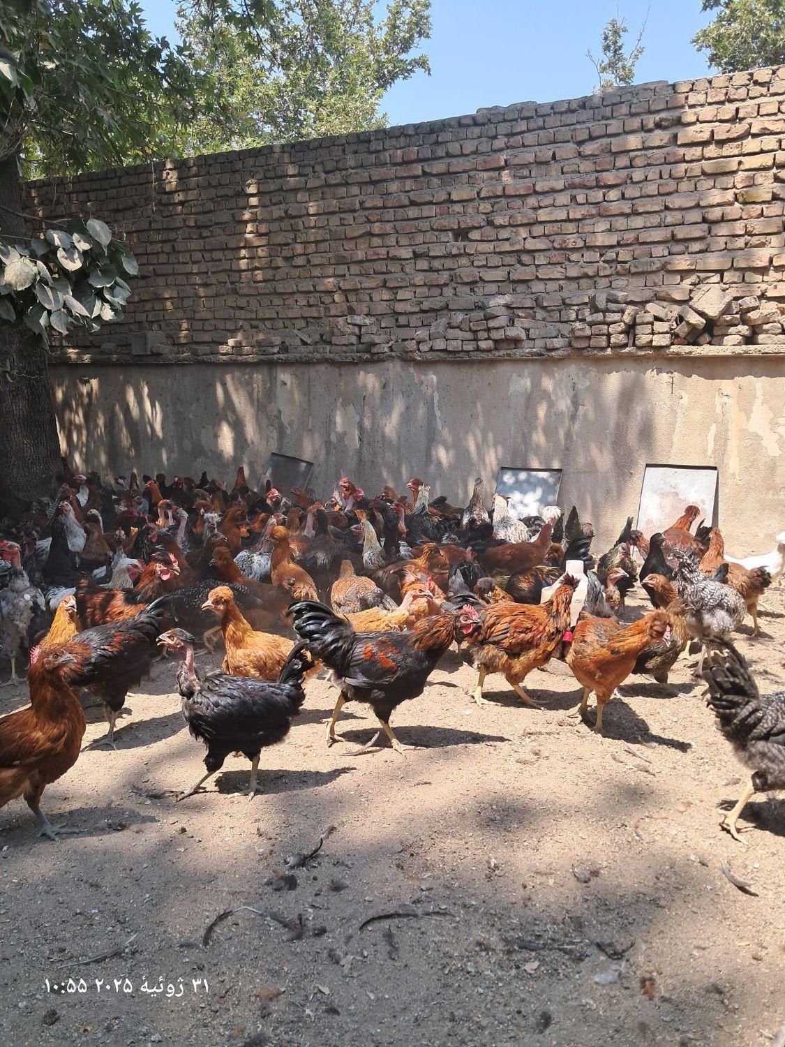 مرغ وخروس محلی|حیوانات مزرعه|کوهسار (البرز), |دیوار
