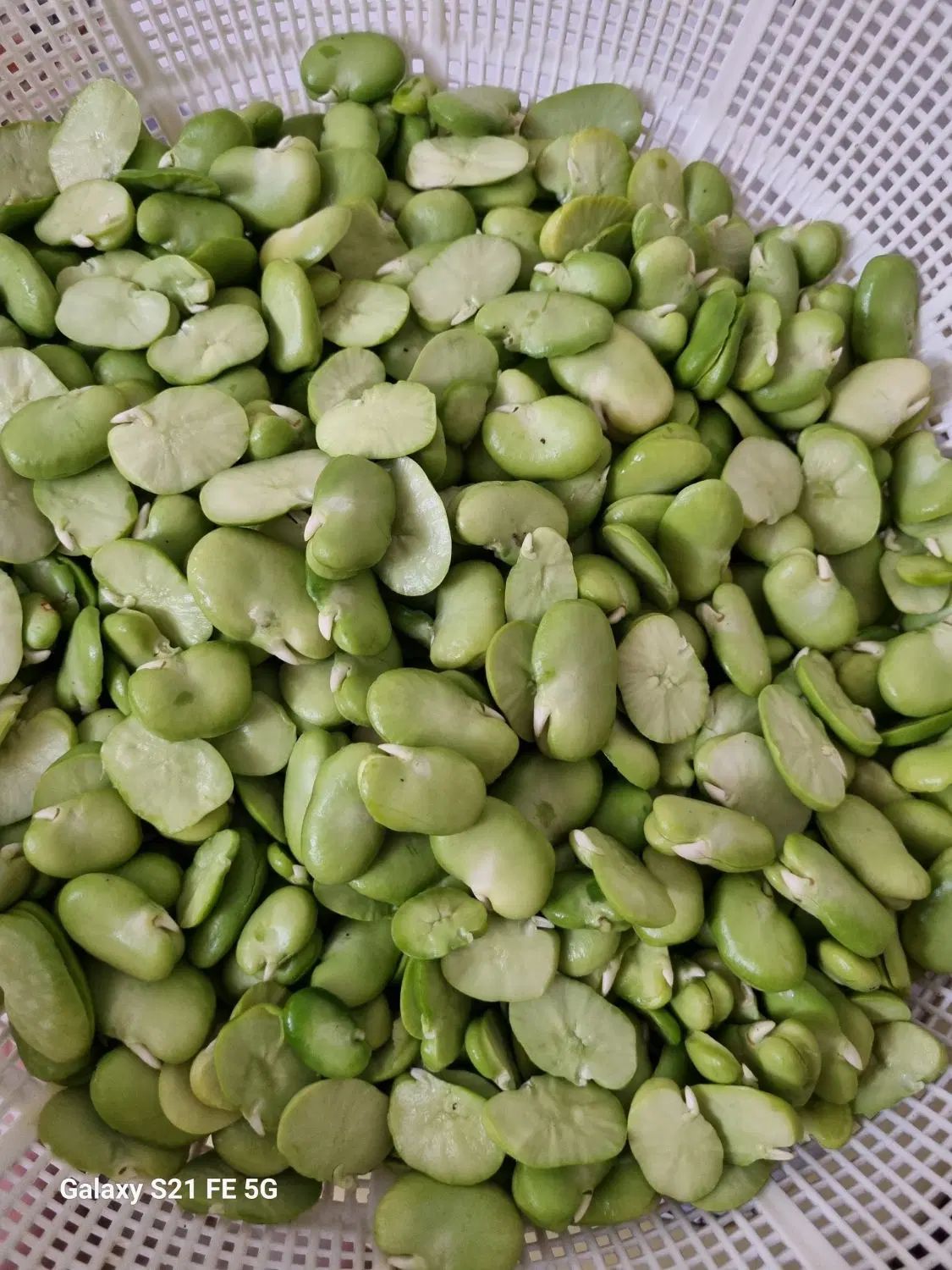 رشته وخشکار وسوغات گیلان|خوردنی و آشامیدنی|تهران, ستارخان|دیوار