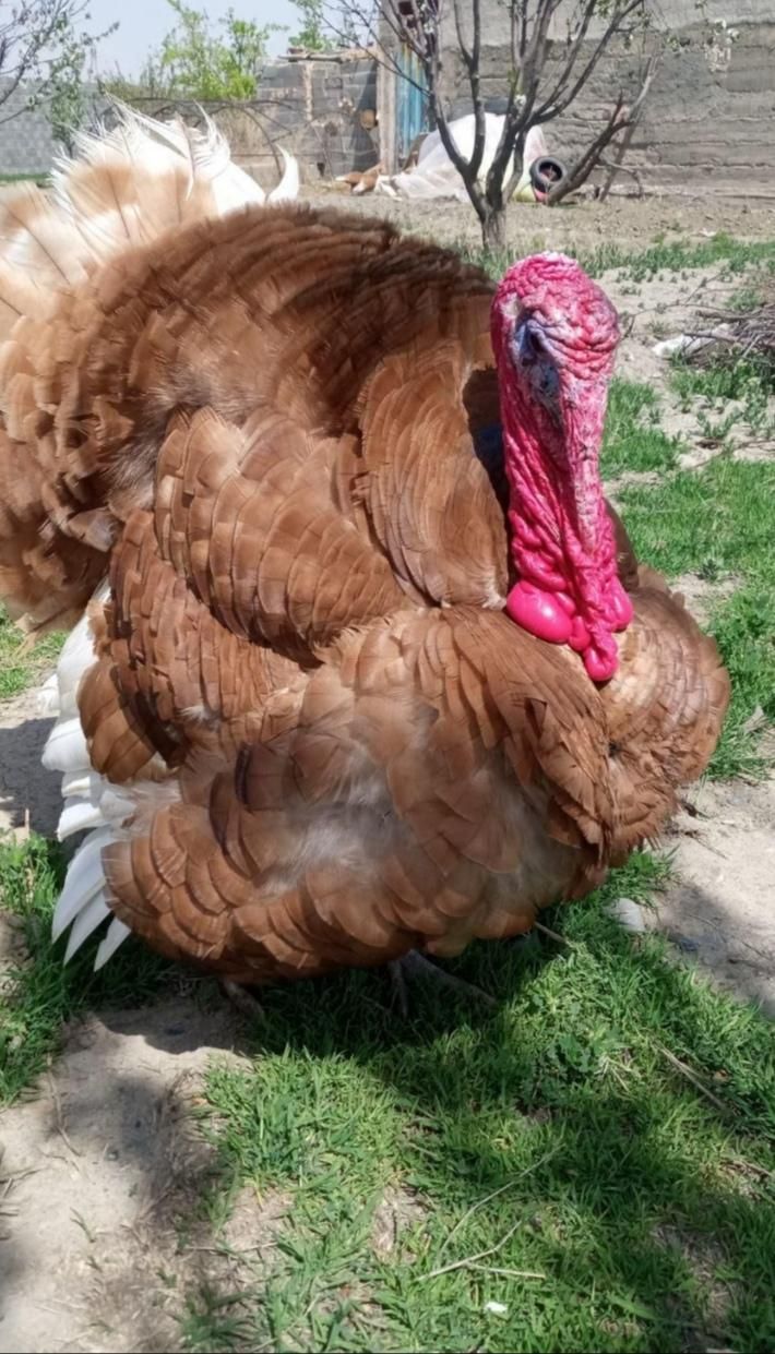 جوجه بوقلمون بوربون و برنز از 3روزه تا45روز چناران|حیوانات مزرعه|مشهد, توس|دیوار