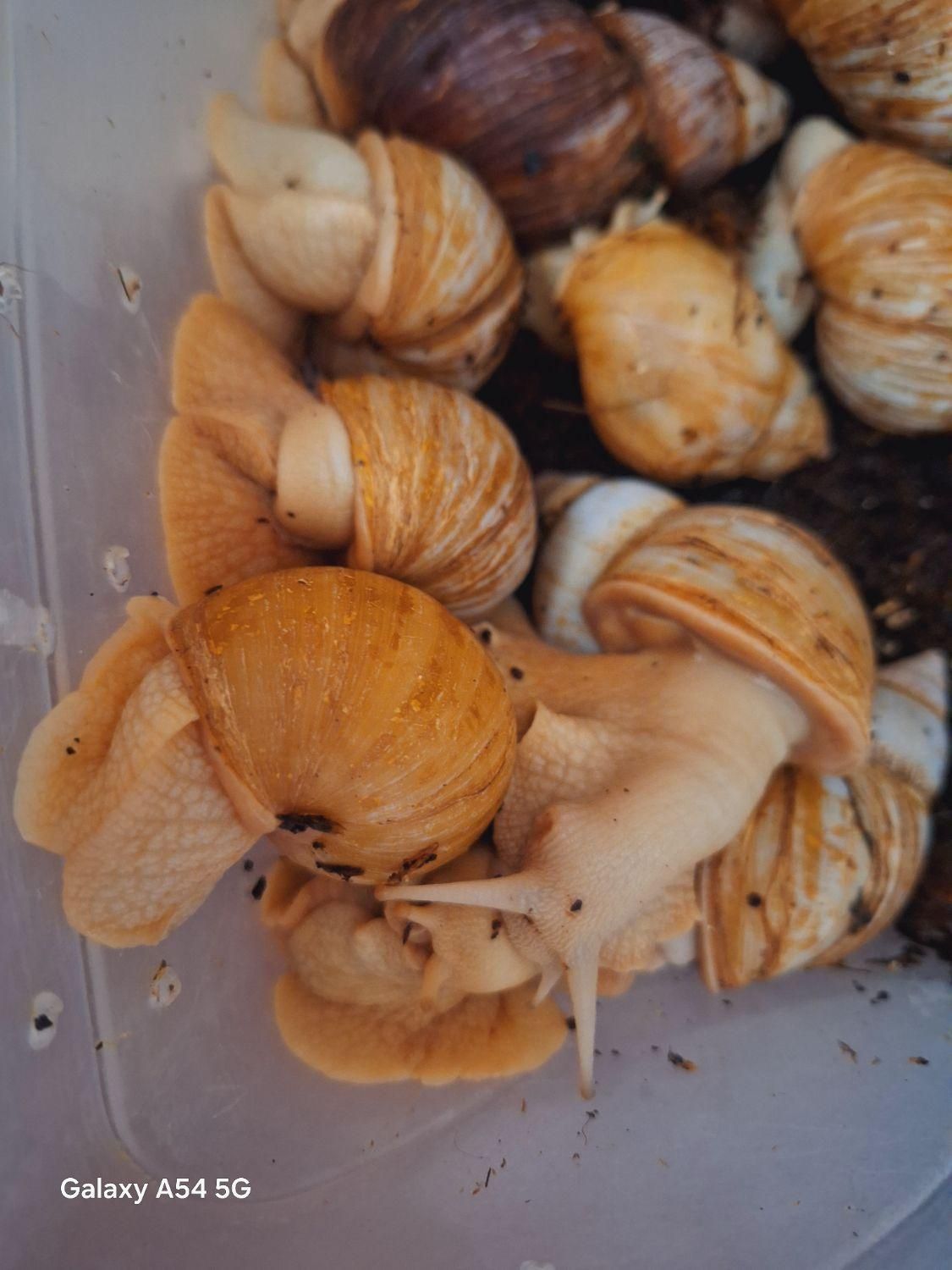 حلزون بزرگ|خزنده|اراک, |دیوار