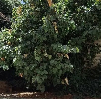۱۷۰متر کلنگی آتشگاه نزدیک بزرگراه ۴روی پیلوت|فروش زمین و ملک کلنگی|اصفهان, بهارانچی|دیوار