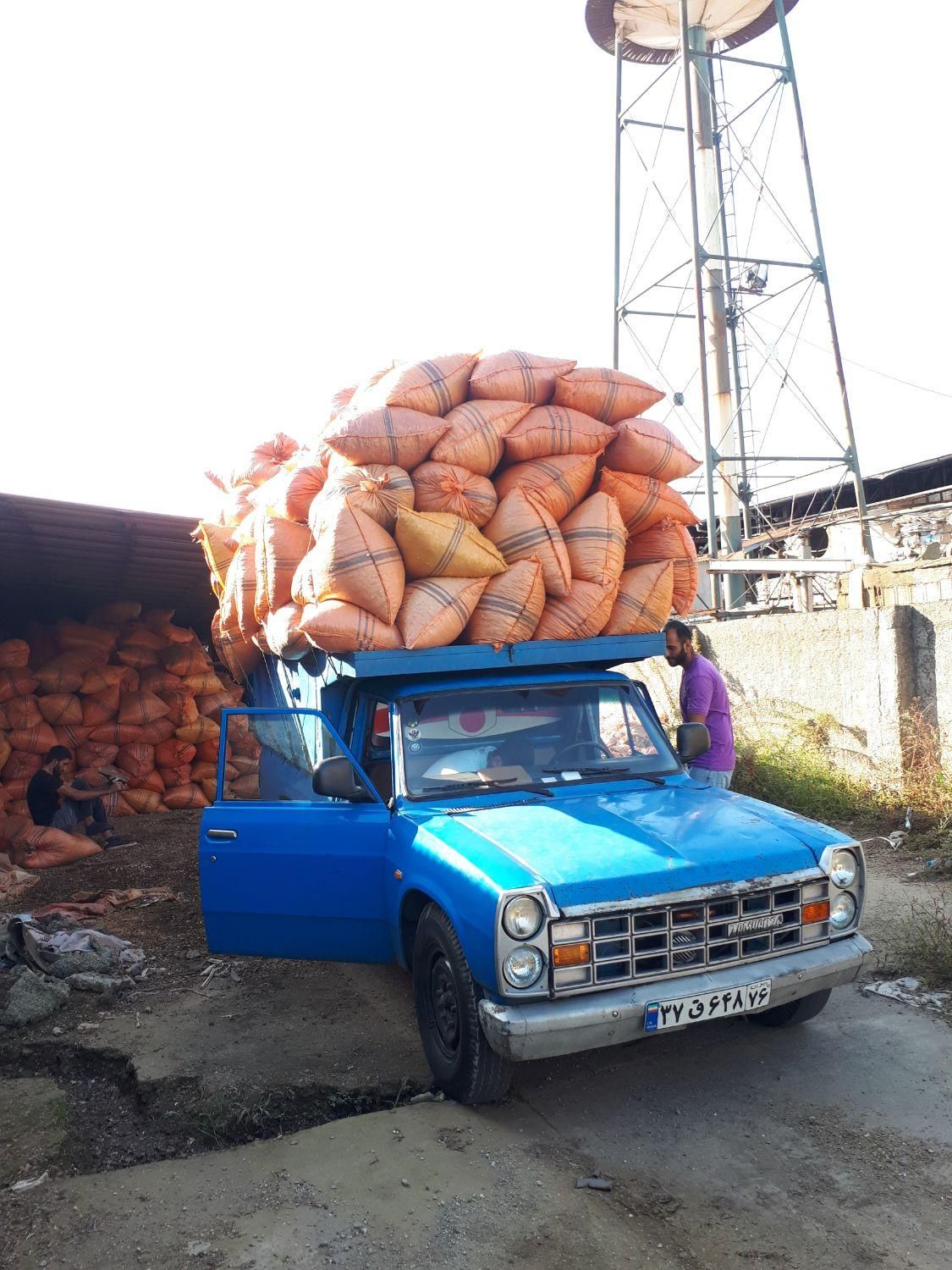 پوست بادام زمینی خشک درجه 1 و تولید روز|خدمات باغبانی و درختکاری|آستانه اشرفیه, |دیوار