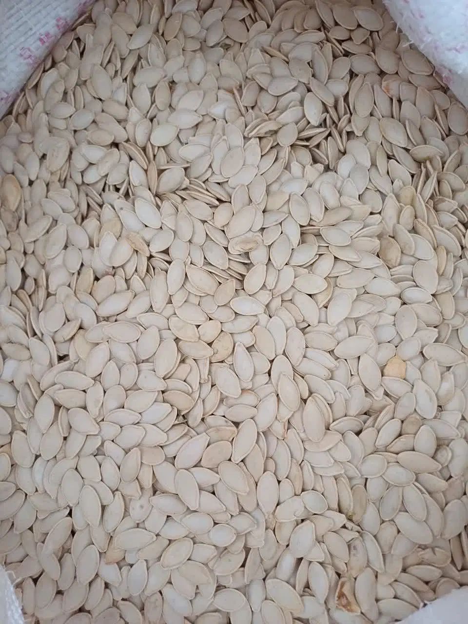 کدو خام تخمه|خوردنی و آشامیدنی|اصفهان, جی شیر|دیوار