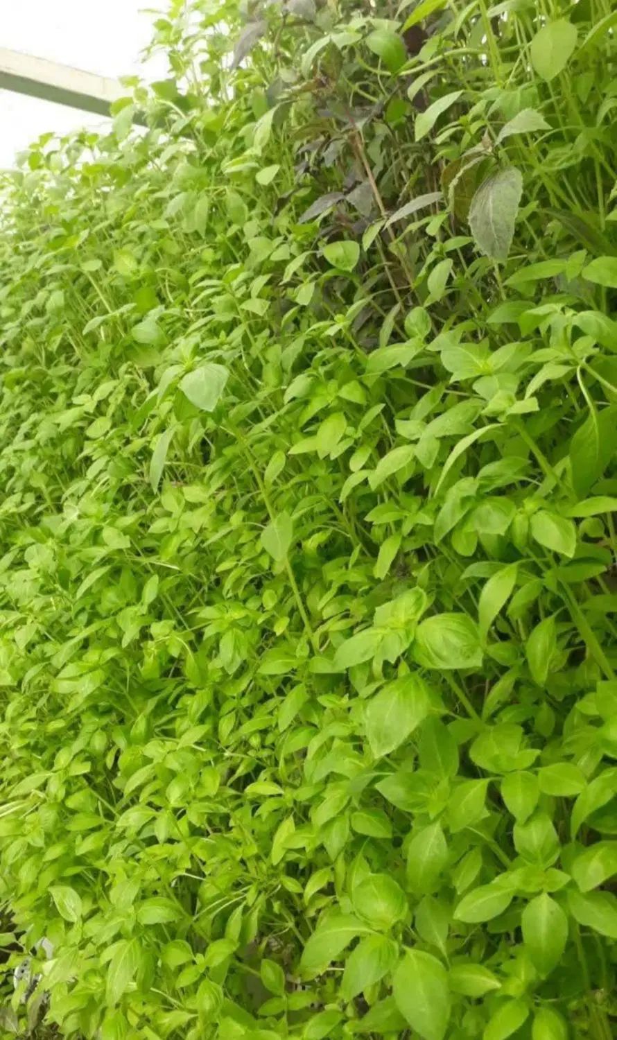 مشاور و اجرای گلخانه های مدرن طبقاطی بدون خاک nft|خدمات باغبانی و درختکاری|تهران, جوادیه تهرانپارس|دیوار
