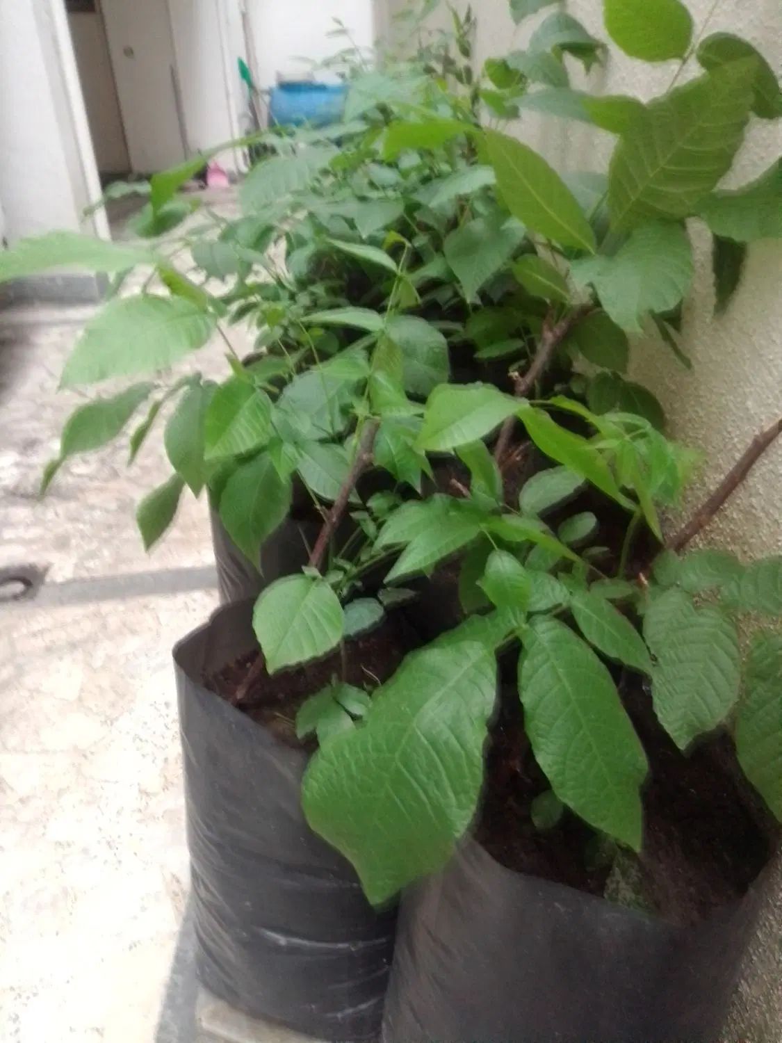 فروش نهال گردو|خدمات باغبانی و درختکاری|رشت, سعدی (تختی)|دیوار