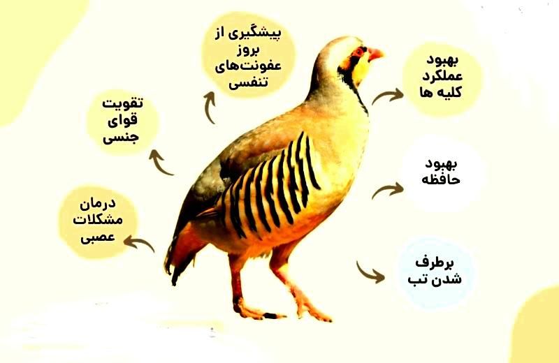 گوشت بلدرچین ،کفتر و...|خوردنی و آشامیدنی|اصفهان, مصلی|دیوار