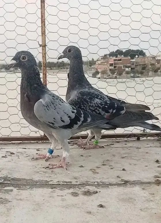 کبوترنروماده پلاکی کفتر مسافتی مصافتی|پرنده|اصفهان, باتون|دیوار