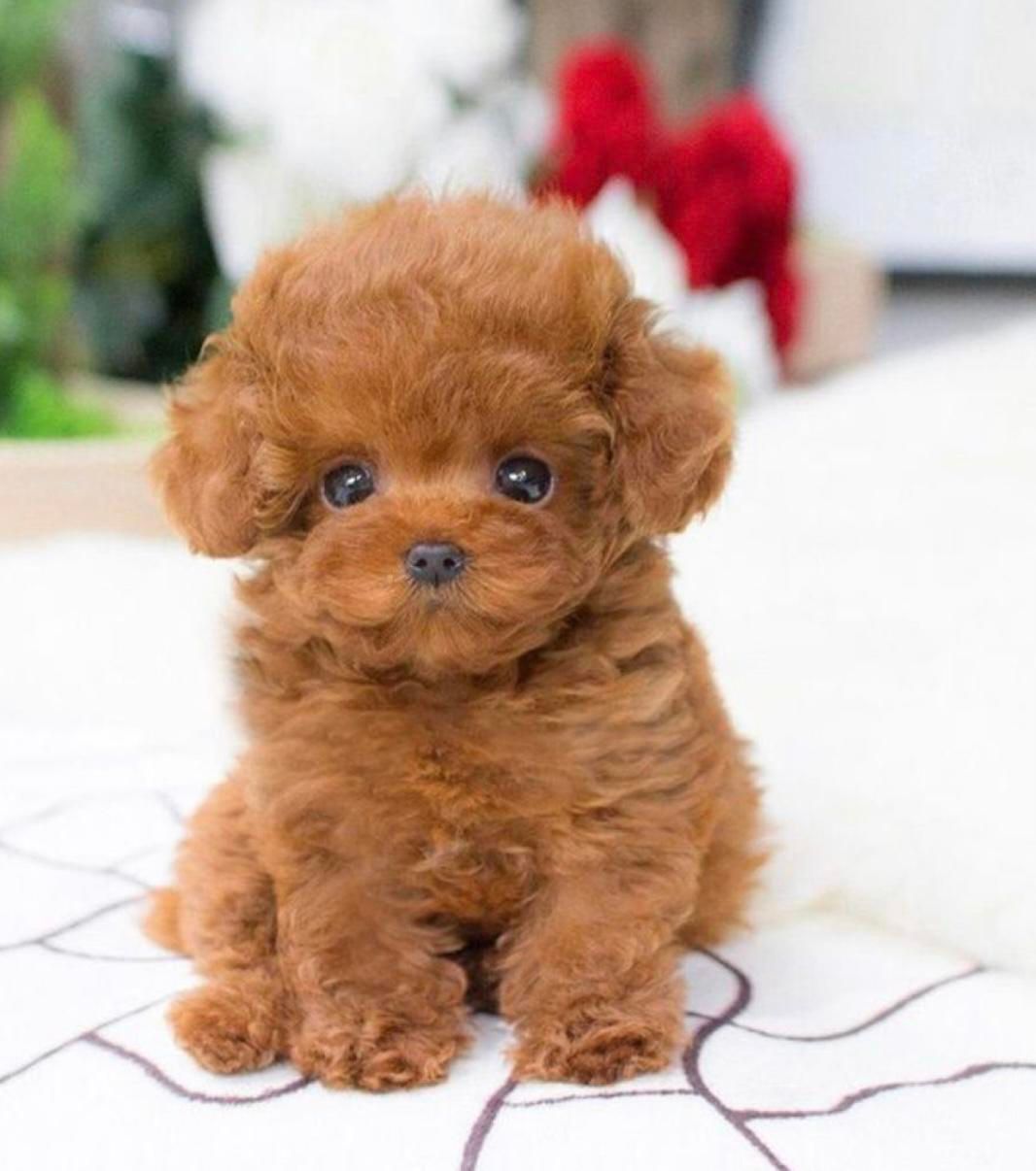 پودل عروسکی قهوه ای|سگ|تهران, سعادتآباد|دیوار