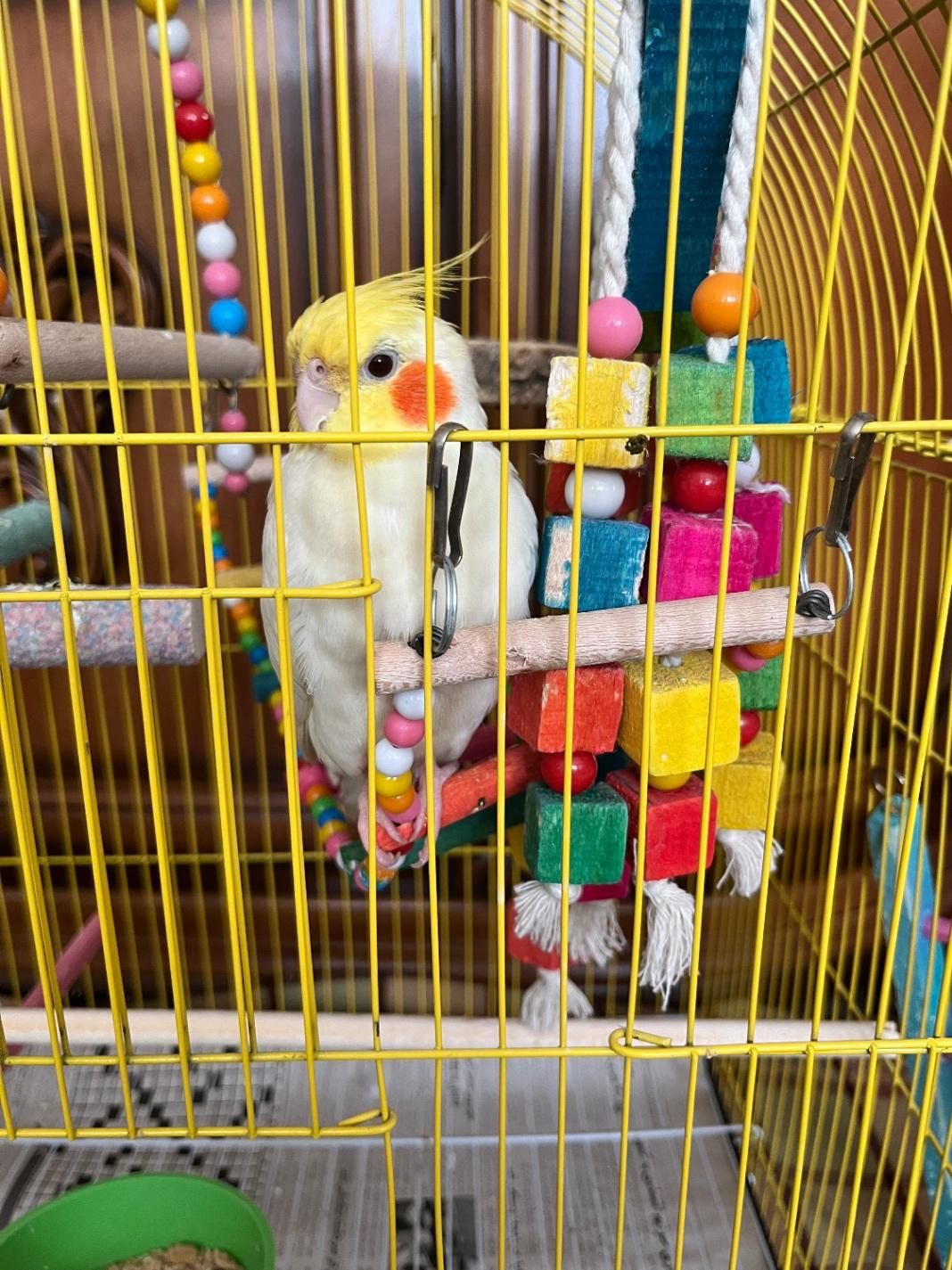 عروس هلندی گمشده (مژدگانی خوب برای یابنده)|حیوانات|تبریز, |دیوار