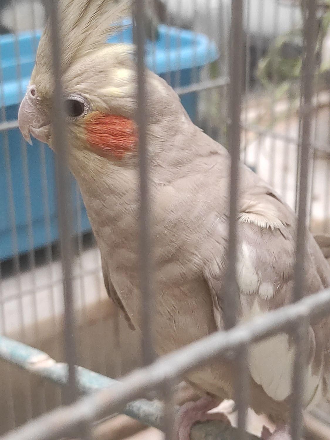 عروس هلندی|پرنده|شهرضا, |دیوار