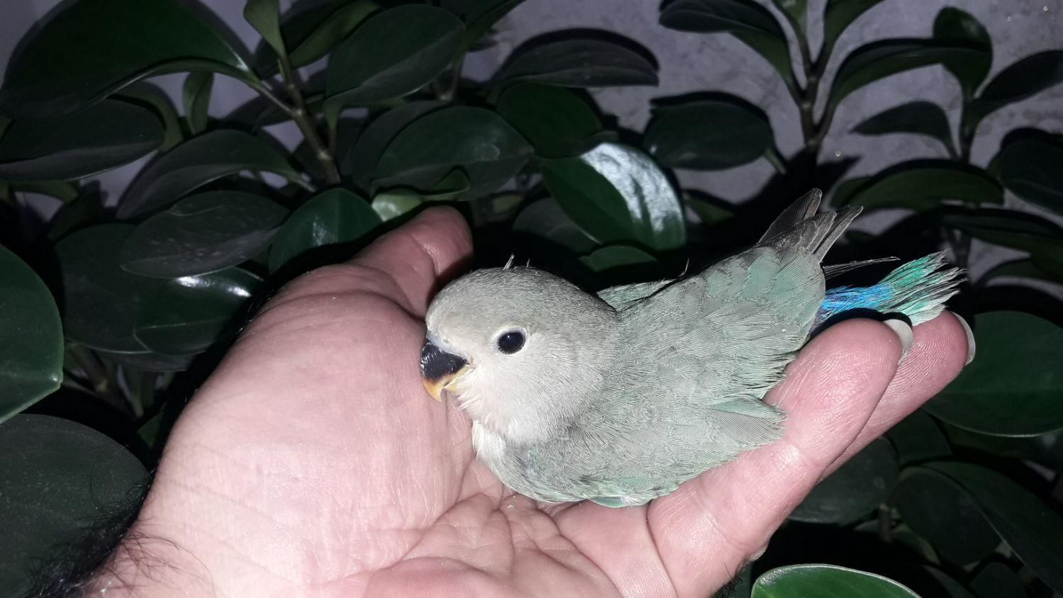 طوطی کوتوله سرلاکی و نرمه خور|پرنده|فولادشهر, A1|دیوار