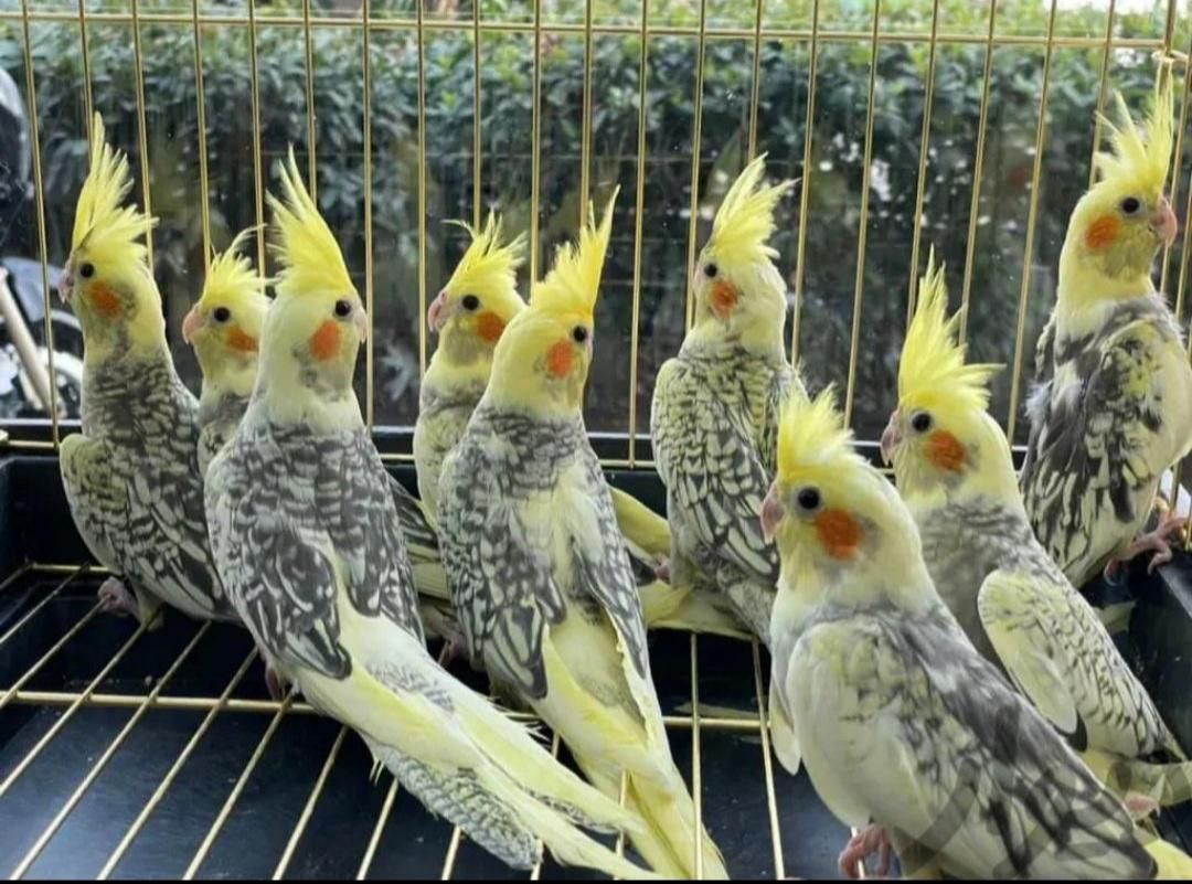 دنیای عروس هلندی دستی سخنگو نر ماده باضمانت ۵سال|پرنده|تهران, استاد معین|دیوار