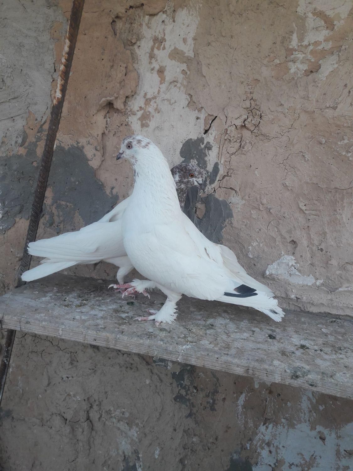 کبوتر خوب و عالی|پرنده|صباشهر, |دیوار