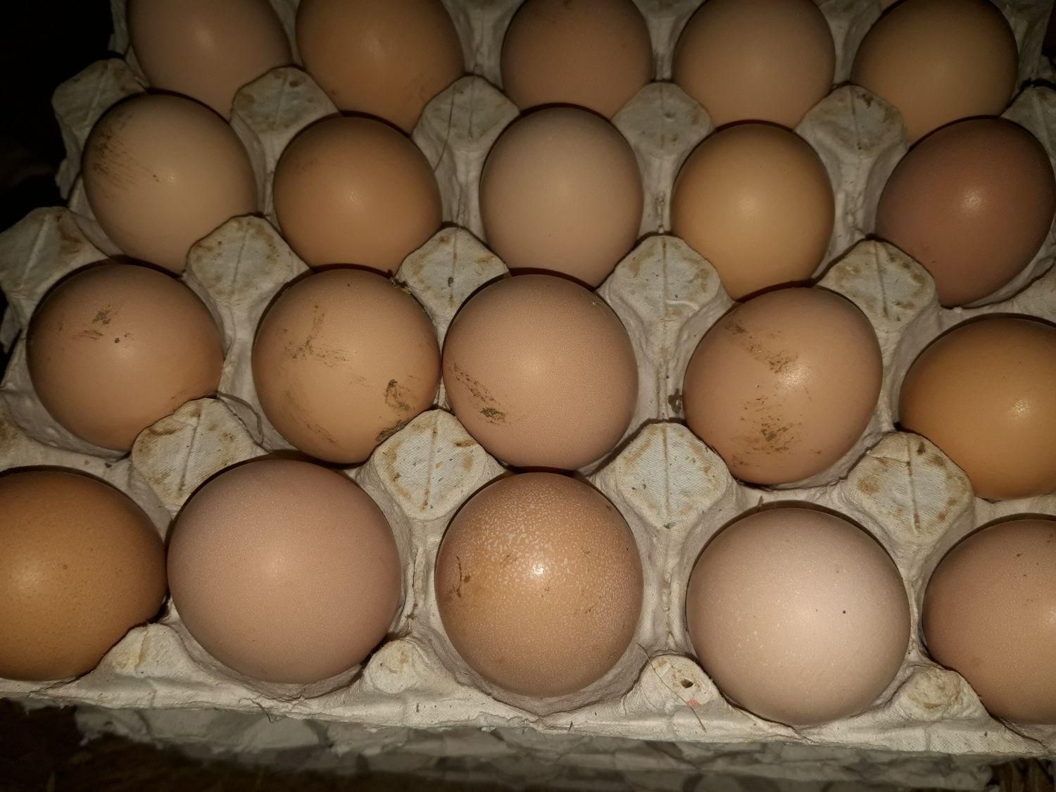 تخم مرغ محلی خوراکی و نطفه دار|خوردنی و آشامیدنی|کلاچای, |دیوار