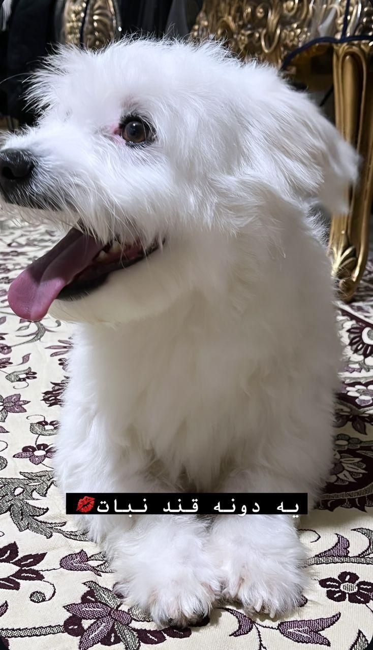 فروش سگ شیتزو فوری فوری|سگ|پرند, فاز ۴|دیوار