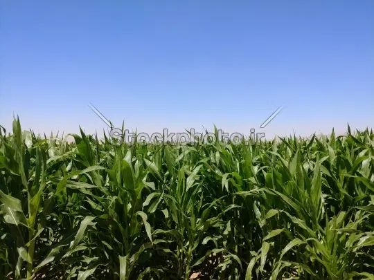 کارگر وارد ۲۴ ساعته جهت ابیاری ۶هکتار ذرت|استخدام صنعتی، فنی، مهندسی|نظرآباد, خسروآباد|دیوار