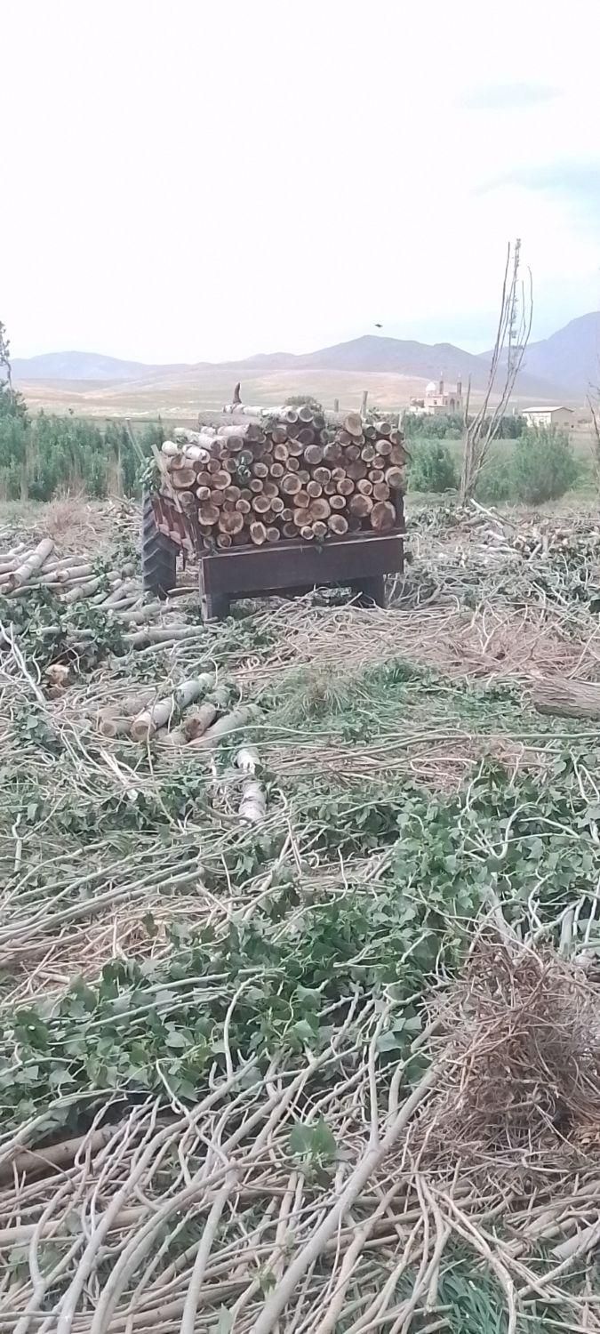 خریدار درخت|خدمات باغبانی و درختکاری|سنقر, |دیوار