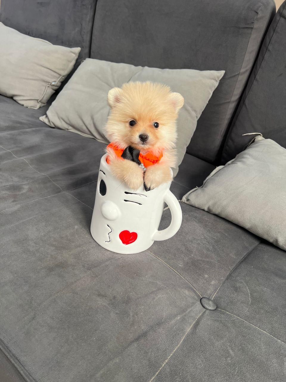 تاینی توی، پامرانین ، پیکینیز|سگ|تهران, چیتگر جنوبی|دیوار