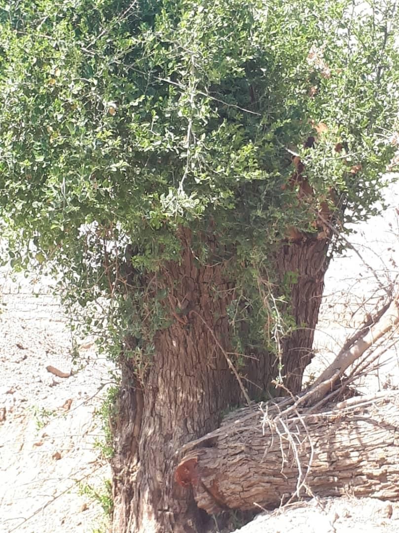 خریدار چوب‌ و درخت شما هستم|خدمات باغبانی و درختکاری|شیراز, شهرک مدرس|دیوار