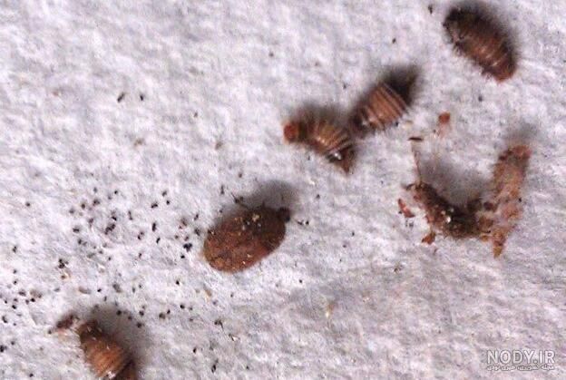 سمپاشی سوسک سم پاشی ساس باضمانت نامه کتبی|خدمات نظافت|تهران, نیروی هوایی (پیروزی)|دیوار