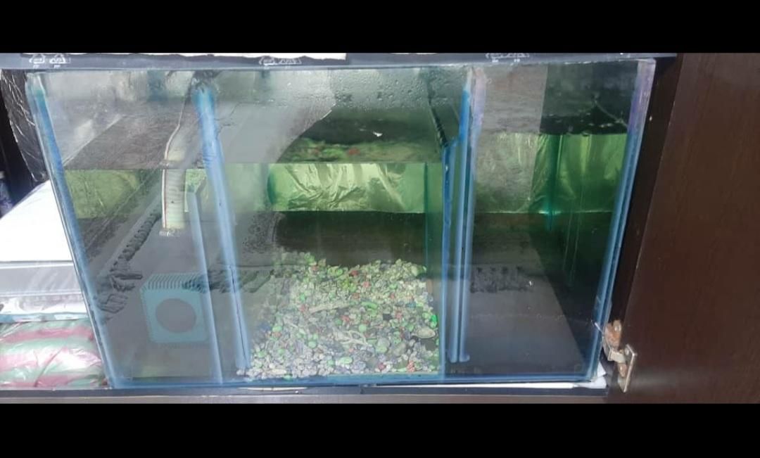 آکواریوم ماهی تمیز و سالم کرج مارلیک|ماهی|کرج, چمران|دیوار